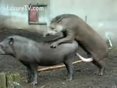 Animal sex compilation clip featuring amateurs and wild beasts